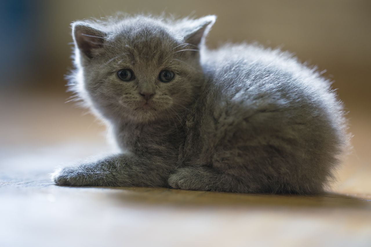 Adorable fluffy gray kitten relaxing indoors on a sunlit floor.