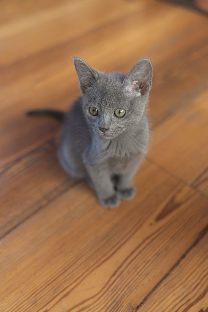 A cute Russian Blue kitten sitting indoors on a wooden floor.