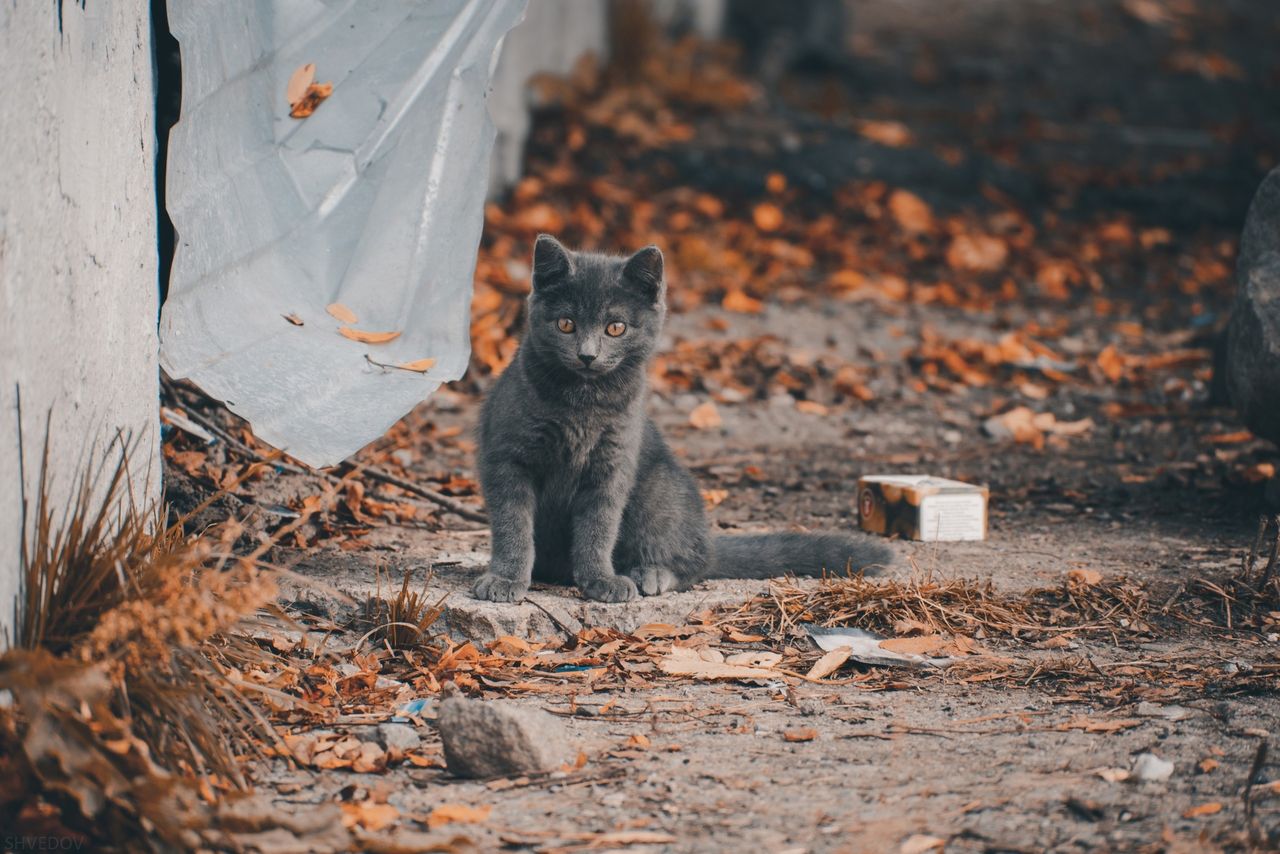 Gray kitten sits on dirt ground surrounded by autumn leaves, exuding a charming and playful presence.